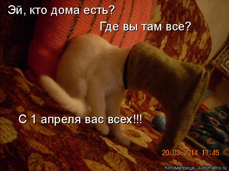 Эй, кто дома есть? Где вы там все? С 1 апреля вас всех!!!... Котоматрица: Эй, кто дома есть? Где вы там все? С 1 апреля вас всех!!!