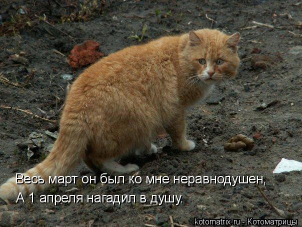 Котоматрица: Весь март он был ко мне неравнодушен, А 1 апреля нагадил в душу.