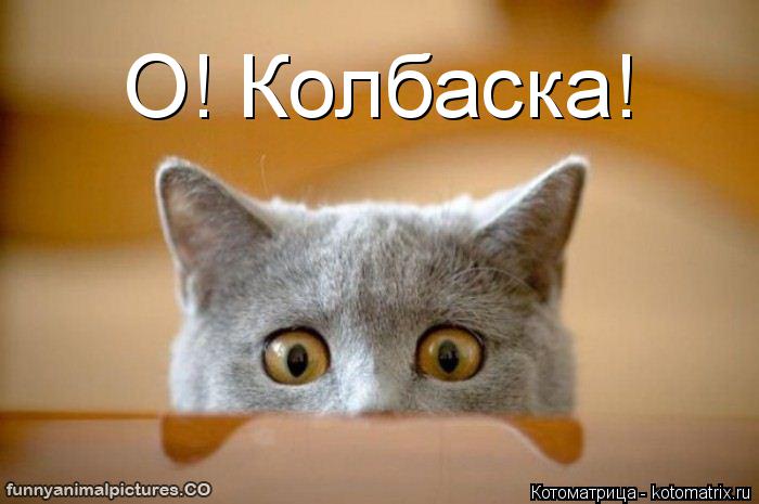 Котоматрица: О! Колбаска! О! Колбаска!