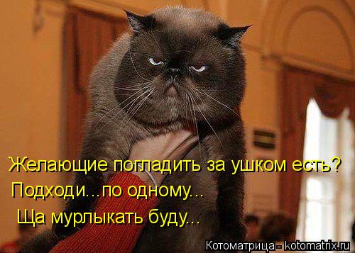 Желающие погладить за ушком есть? Подходи...по одному... Ща мурлыкать буду...... Котоматрица: Желающие погладить за ушком есть? Подходи...по одному... Ща мурлыкать буду...
