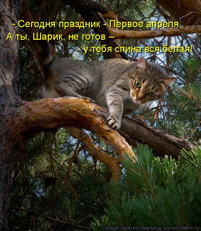 Котоматрица: А ты, Шарик, не готов – - Сегодня праздник - Первое апреля,  у тебя спина вся белая!