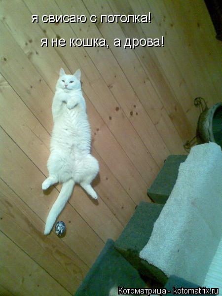 я свисаю с потолка! я не кошка, а дрова!... Котоматрица: я свисаю с потолка! я не кошка, а дрова!