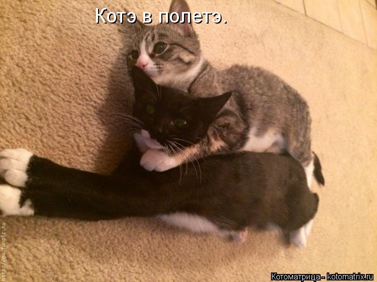 Котоматрица: Котэ в полетэ.