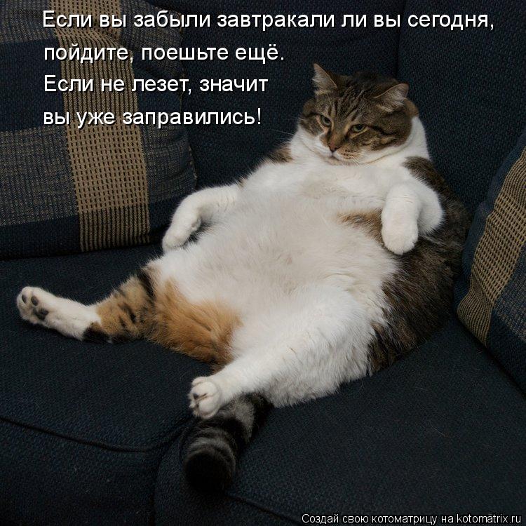 Котоматрица: Если вы забыли завтракали ли вы сегодня, пойдите, поешьте ещё.  вы уже заправились! Если не лезет, значит