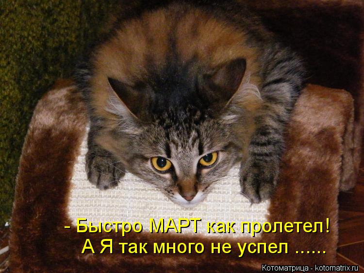 Котоматрица: А Я так много не успел ...... - Быстро МАРТ как пролетел!