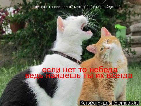 Котоматрица: ну чего ты все ореш? может бабу так найдешь? если нет то небеда  ведь найдешь ты их всегда