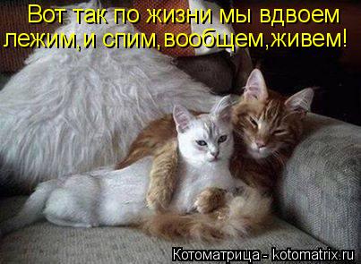 Котоматрица: Вот так по жизни мы вдвоем лежим,и спим,вообщем,живем!