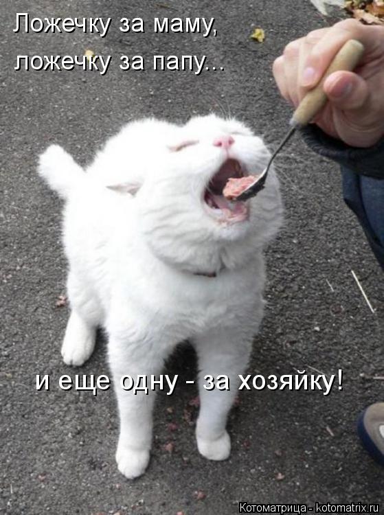 Котоматрица: Ложечку за маму,  ложечку за папу... и еще одну - за хозяйку!