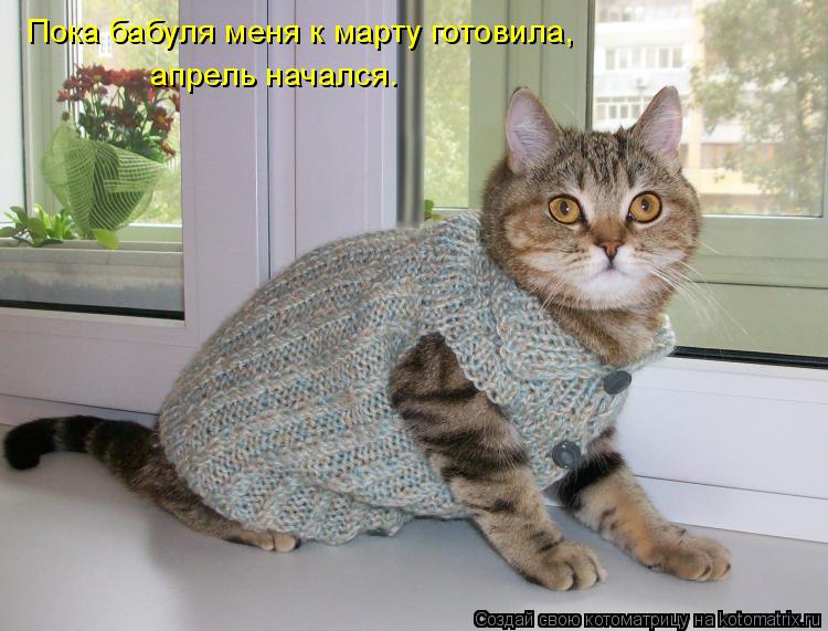 Пока бабуля меня к марту готовила, апрель начался.... Котоматрица: Пока бабуля меня к марту готовила, апрель начался.