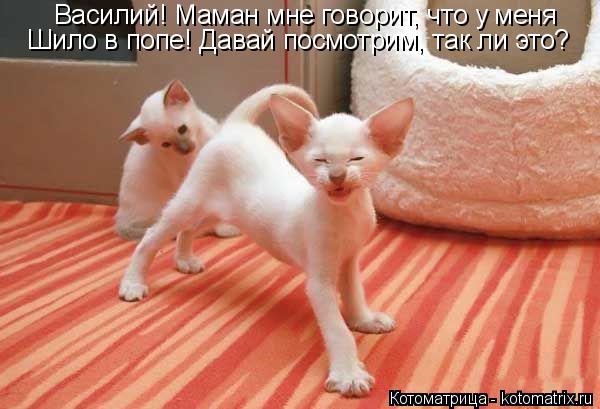 Василий! Маман мне говорит, что у меня Шило в попе! Давай посмотрим, так ли это?... Котоматрица: Василий! Маман мне говорит, что у меня Шило в попе! Давай посмотрим, так ли это?