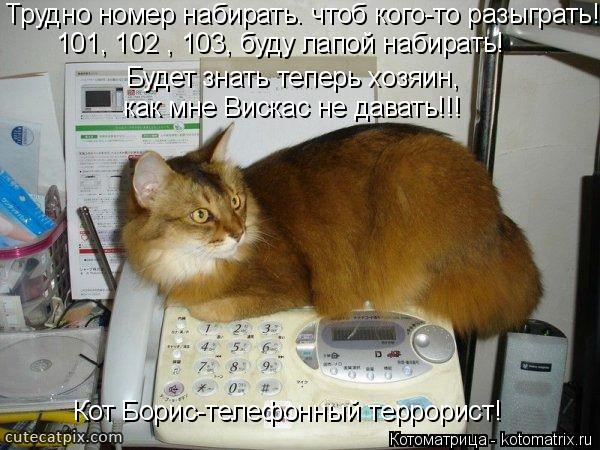 Котоматрица: Трудно номер набирать. чтоб кого-то разыграть! Будет знать теперь хозяин, как мне Вискас не давать!!! Кот Борис-телефонный террорист! 101, 102 , 103