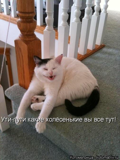 Ути-пути какие холёсенькие вы все тут!... Котоматрица: Ути-пути какие холёсенькие вы все тут!