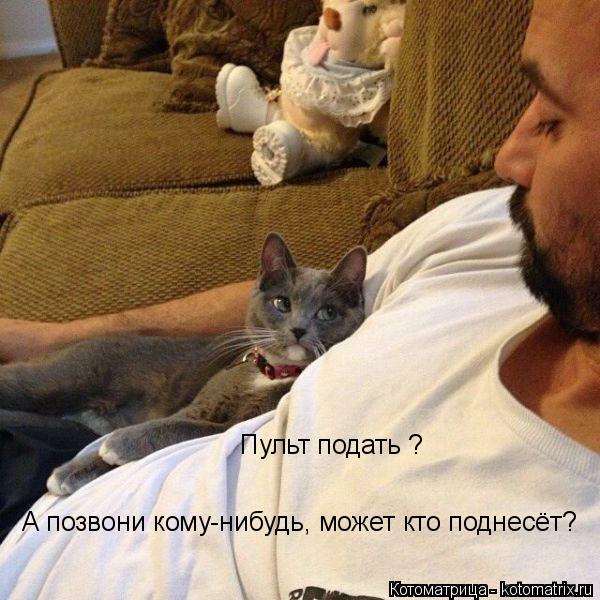 Котоматрица: Пульт подать ? А позвони кому-нибудь, может кто поднесёт?