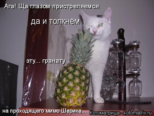 Котоматрица: Ага! Ща глазом пристреляемся эту... гранату да и толкнём на проходящего мимо Шарика...