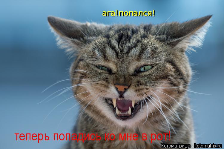 Котоматрица: ага!попался! теперь попадись ко мне в рот!