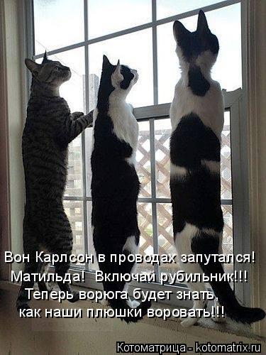Котоматрица: Вон Карлсон в проводах запутался! Матильда!  Включай рубильник!!! Теперь ворюга будет знать, как наши плюшки воровать!!!
