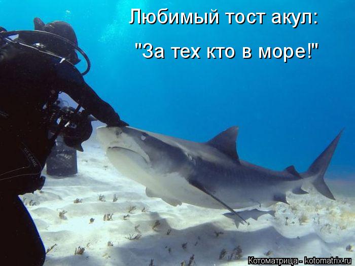Котоматрица: Любимый тост акул: "За тех кто в море!"