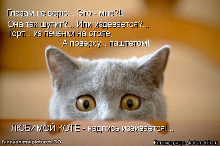 Котоматрица: Она так шутит?... Или издевается?... Глазам не верю... Это - мне?!! Торт... из печенки на столе, А поверху... паштетом! ЛЮБИМОЙ КОТЕ - надпись извивает