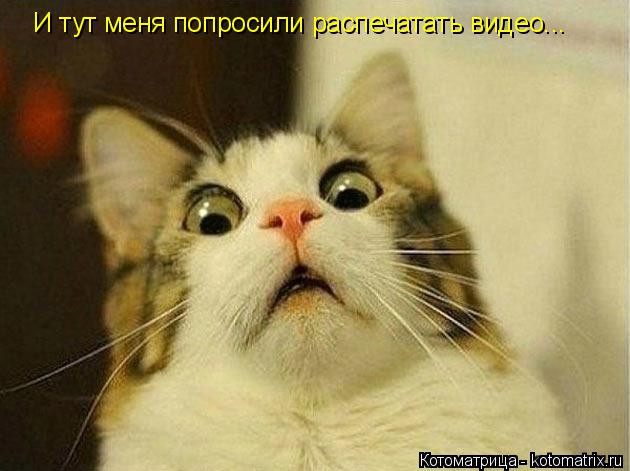Котоматрица: И тут меня попросили распечатать видео...