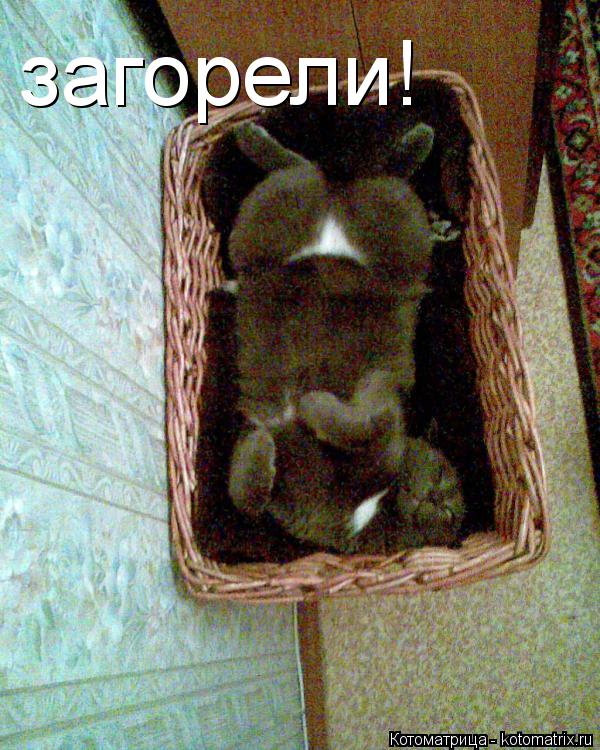 Котоматрица: загорели!