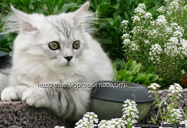 Котоматрица: надо еще морковки посадить