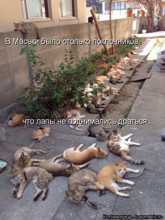 В Маськи было столько поклонников, что лапы не поднимались драться...... Котоматрица: В Маськи было столько поклонников, что лапы не поднимались драться...