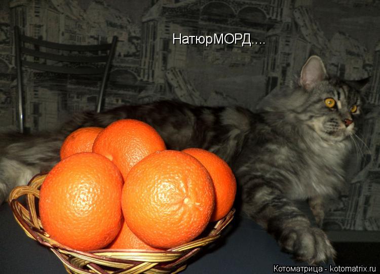 НатюрМОРД....... Котоматрица: НатюрМОРД....