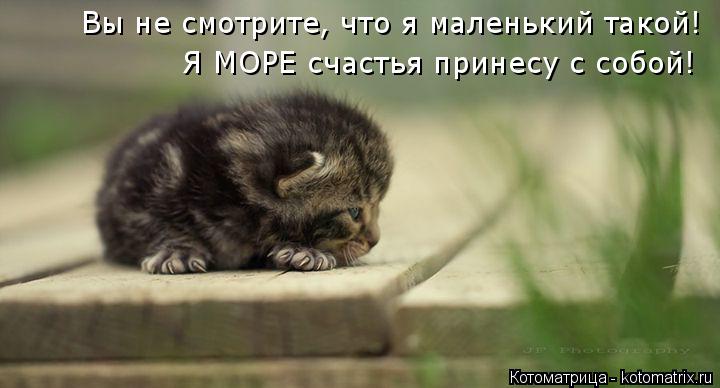 Вы не смотрите, что я маленький такой! Я МОРЕ счастья принесу с собой!... Котоматрица: Вы не смотрите, что я маленький такой! Я МОРЕ счастья принесу с собой!