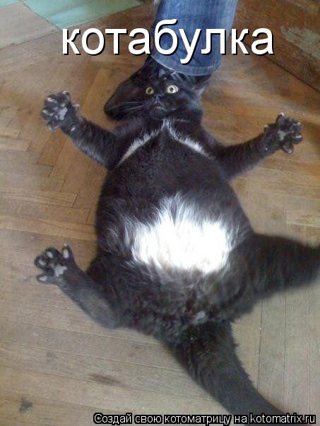 котабулка... Котоматрица: котабулка