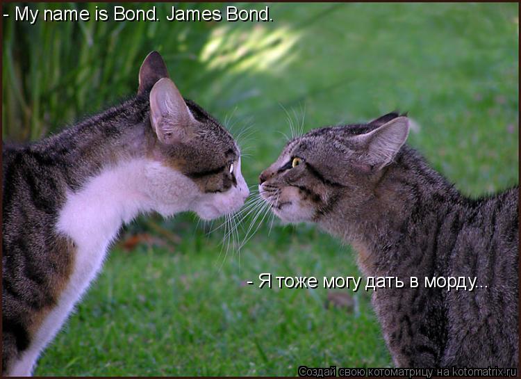 - My name is Bond. James Bond. - Я тоже могу дать в морду...... Котоматрица: - My name is Bond. James Bond. - Я тоже могу дать в морду...