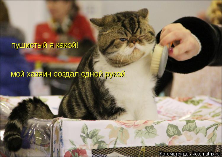 Котоматрица: пушистый я какой! мой хазяин создал одной рукой