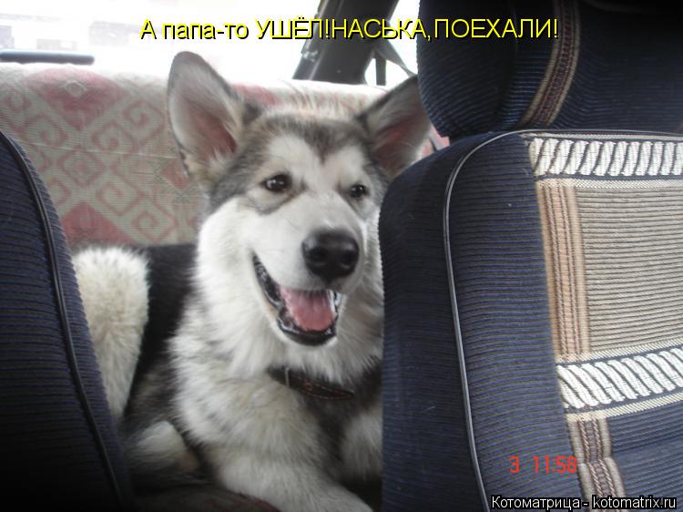 А папа-то УШЁЛ!НАСЬКА,ПОЕХАЛИ!... Котоматрица: А папа-то УШЁЛ!НАСЬКА,ПОЕХАЛИ!