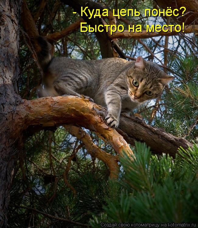 - Куда цепь понёс? Быстро на место!... Котоматрица: - Куда цепь понёс? Быстро на место!