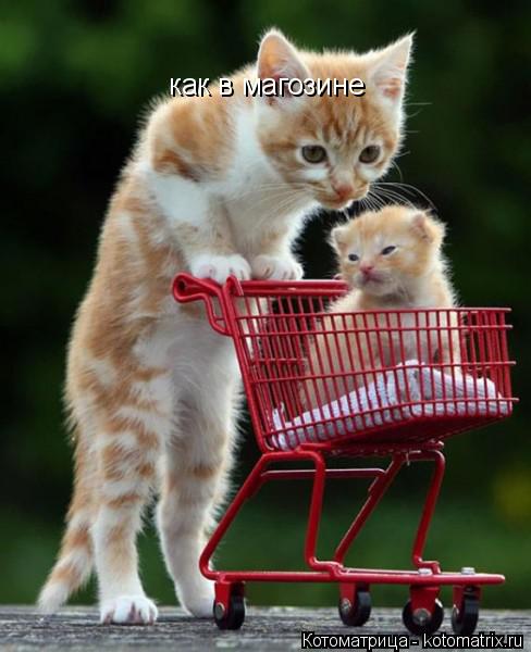 Котоматрица: как в магозине