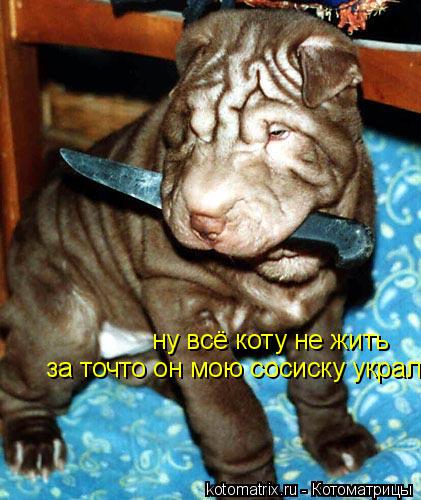 Котоматрица: ну всё коту не жить за точто он мою сосиску украл