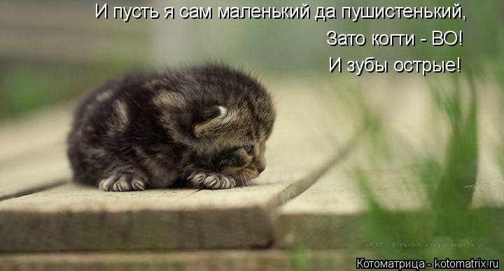 И пусть я сам маленький да пушистенький, Зато когти - ВО! И зубы острые!... Котоматрица: И пусть я сам маленький да пушистенький, Зато когти - ВО! И зубы острые!