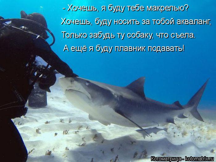 Котоматрица: Хочешь, буду носить за тобой акваланг, - Хочешь, я буду тебе макрелью? Только забудь ту собаку, что съела. А ещё я буду плавник подавать!