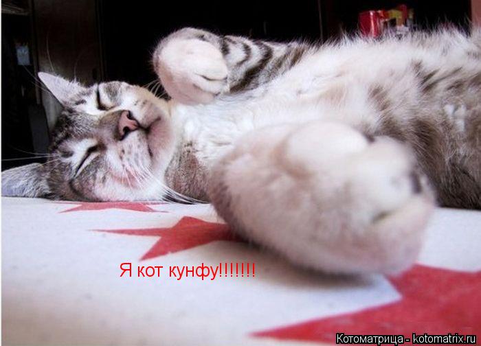 Котоматрица: Я кот кунфу!!!!!!!