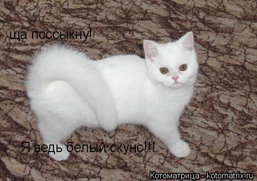 Котоматрица: ща псссыкну! Я ведь белый скунс!!!