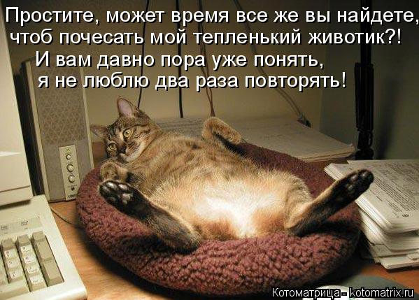 Котоматрица: Простите, может время все же вы найдете, чтоб почесать мой тепленький животик?! И вам давно пора уже понять, я не люблю два раза повторять!