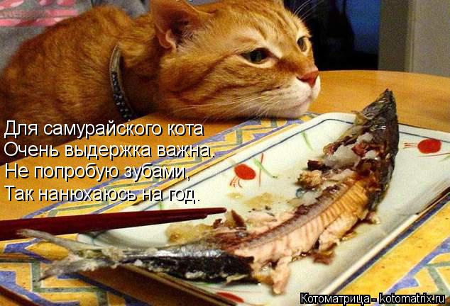 Котоматрица: Для самурайского кота Очень выдержка важна. Не попробую зубами, Так нанюхаюсь на год.