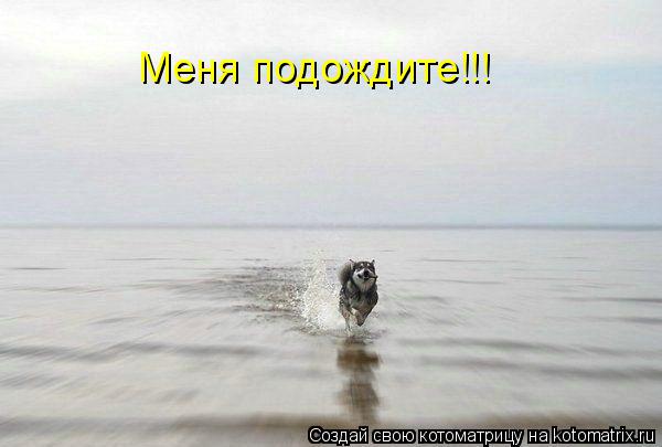 Котоматрица: Меня подождите!!!