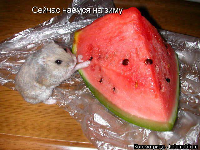 Котоматрица: Сейчас наемся на зиму