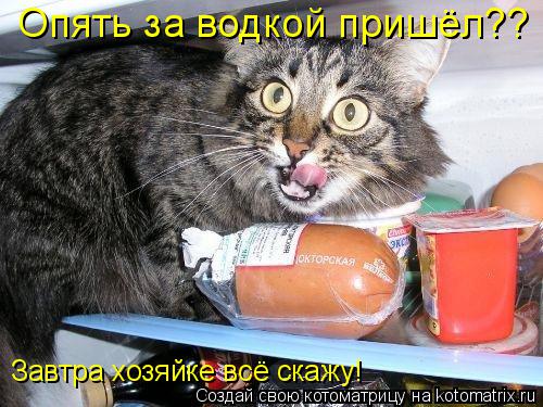 Опять за водкой пришёл?? Завтра хозяйке всё скажу!... Котоматрица: Опять за водкой пришёл?? Завтра хозяйке всё скажу!