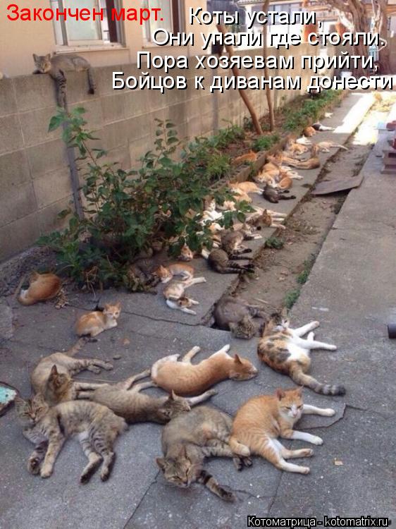 Котоматрица: Закончен март. Они упали где стояли. Коты устали, Бойцов к диванам донести Пора хозяевам прийти,