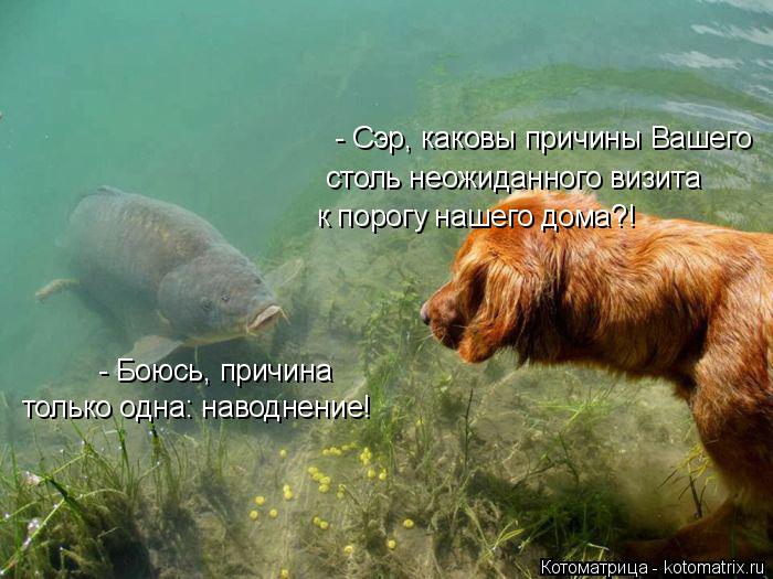 Котоматрица: - Сэр, каковы причины Вашего  столь неожиданного визита к порогу нашего дома?! - Боюсь, причина только одна: наводнение!