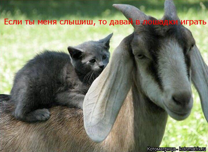 Котоматрица: Если ты меня слышиш, то давай в лошадки играть