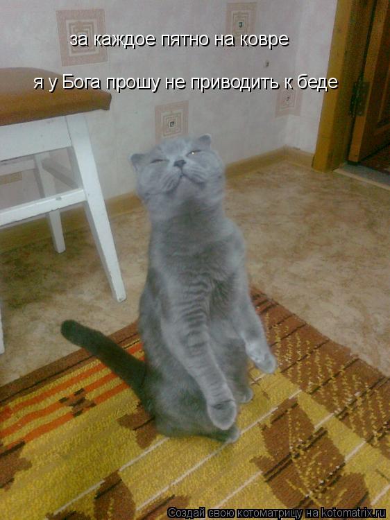 за каждое пятно на ковре я у Бога прошу не приводить к беде... Котоматрица: за каждое пятно на ковре я у Бога прошу не приводить к беде