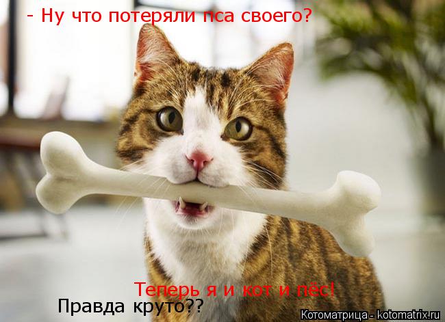 - Ну что потеряли пса своего? Теперь я и кот и пёс! Правда круто??... Котоматрица: - Ну что потеряли пса своего? Теперь я и кот и пёс! Правда круто??