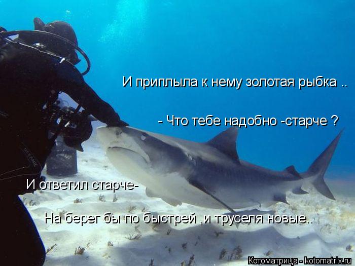 Котоматрица: И приплыла к нему золотая рыбка .. - Что тебе надобно -старче ? И ответил старче- На берег бы по быстрей ,и труселя новые..